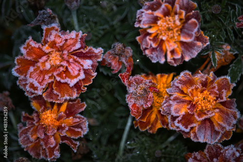 Frost covered red and orange marigold flowers on a cold fall morning in a German garden.