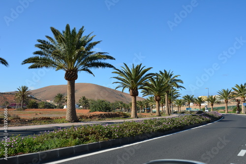 Palm trees along a road and view of volcanic mountains Fuerteventura, Canary Islands, Spain