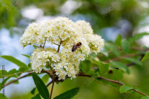 Blooming of mountain ash tree. #483927275