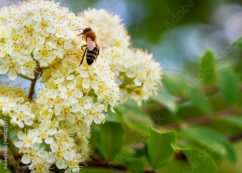 Blooming of mountain ash tree. photo