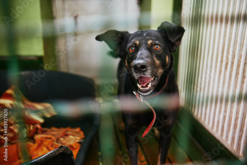 Dog in shelter for dogs