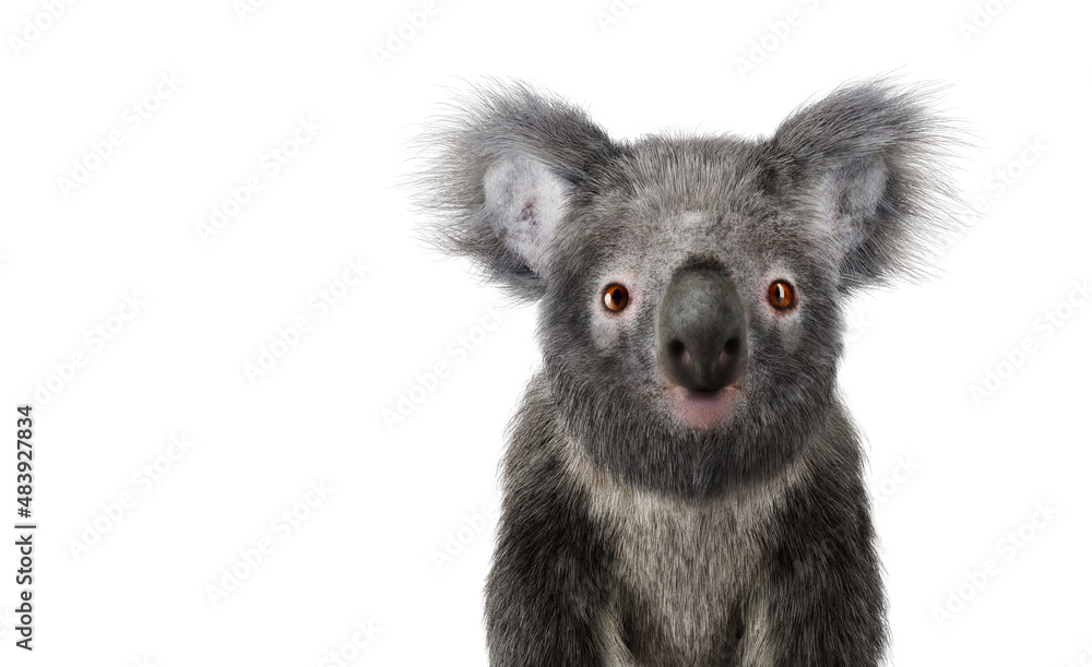 Obraz premium Koala bear isolated on white