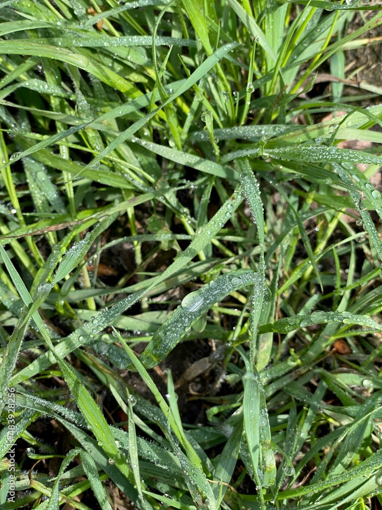 large vertical photo. summer time. dew drops on green grass. eco. Wheatgrass after the rain close-up. large vertical photo. summer time. dew drops on green grass. eco. Wheatgrass after the rain close-up.