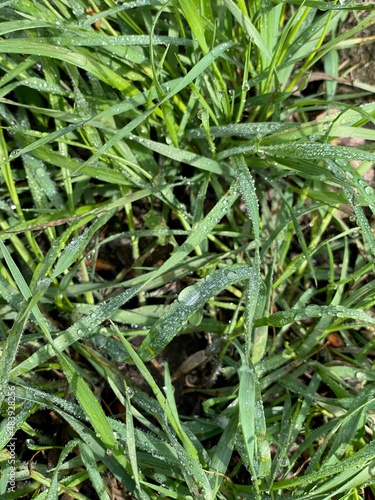 large vertical photo. summer time. dew drops on green grass. eco. Wheatgrass after the rain close-up.