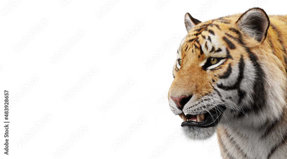 Naklejka premium Tiger portrait isolated on white