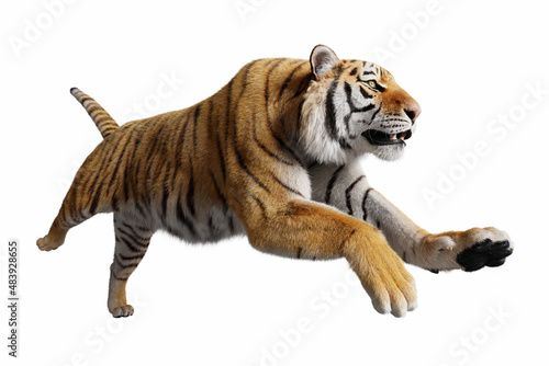 Canvastavla Tiger jumping attack isolated