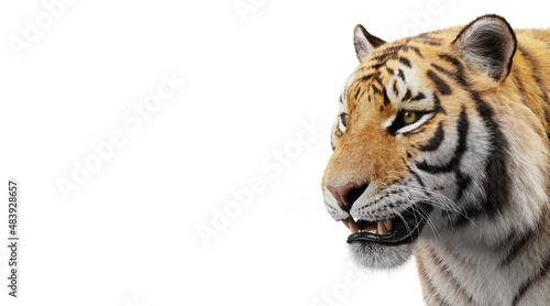 Fototapeta Naklejka Na Ścianę i Meble -  Tiger portrait isolated on white