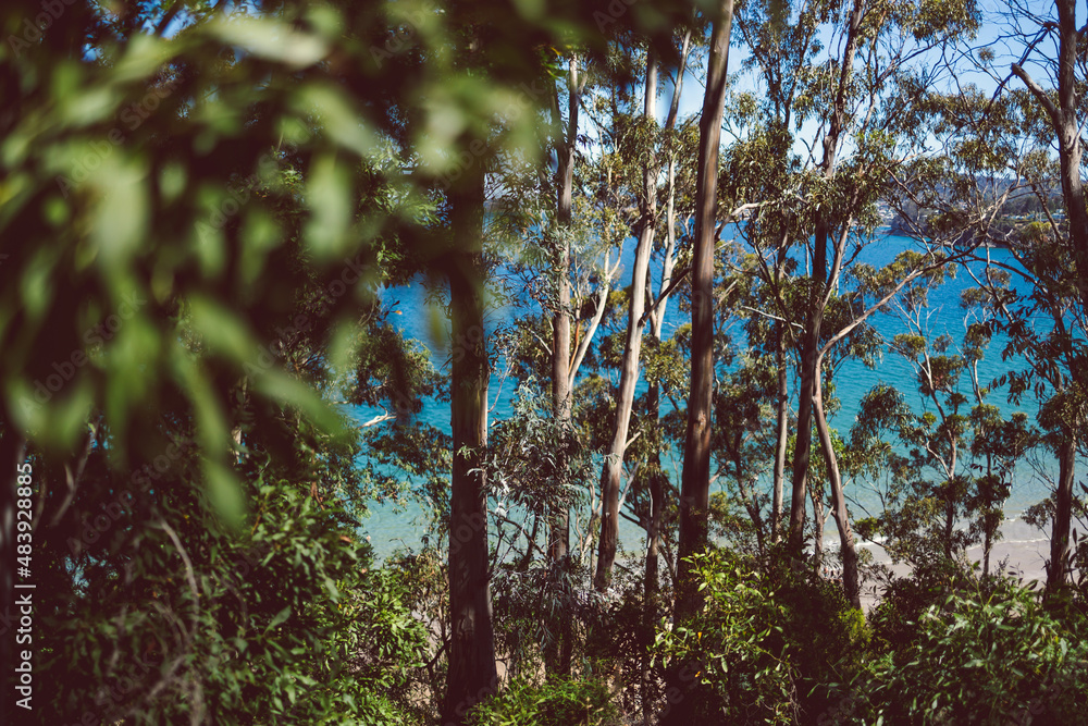 Fototapeta premium beautiful scenary of the Pacific Ocean and thick native vegetation shot from a vantage point during a hike in Southern Tasmania