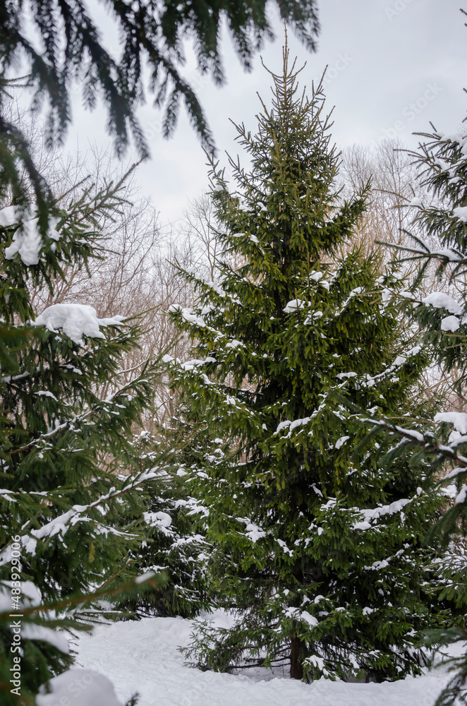 Snow covered spruces in the park