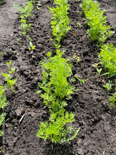 large horizontal photo. eco. summer time. growing carrots on the farm. flat vertical beds of green foliage carrots close-up. organic products. sprouts of carrots.