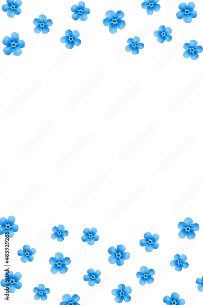 Small blue flowers isolated on white background.