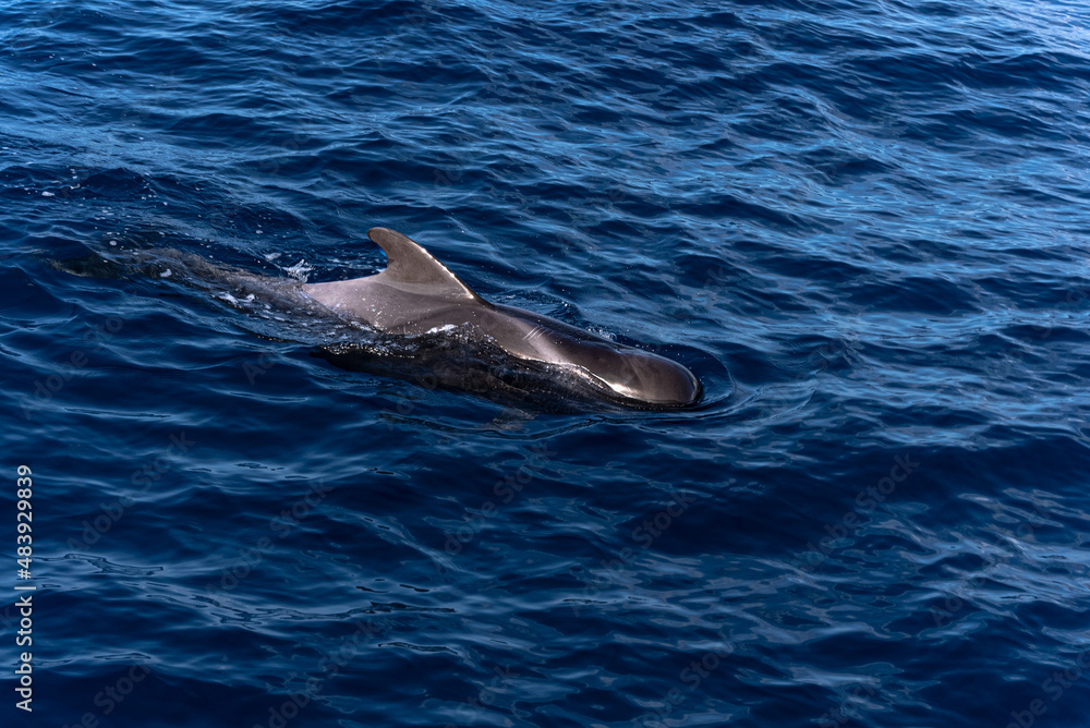 Fototapeta premium Grindwal vor der Küste Gomeras