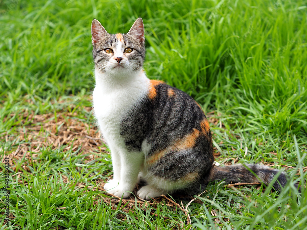 Little proud female cat