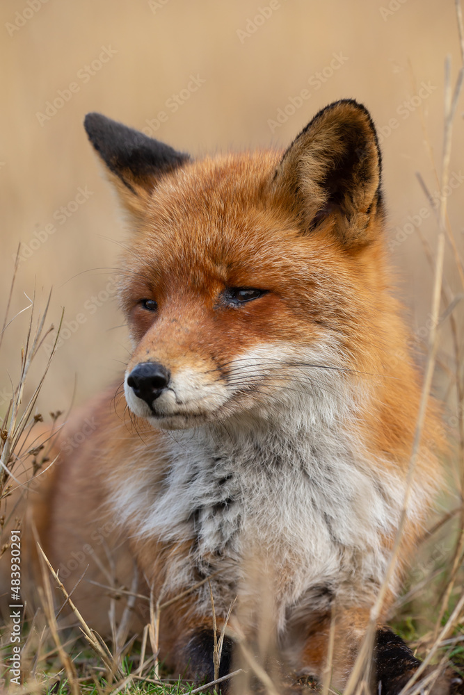 Fototapeta premium Red fox in nature during last light of the day.