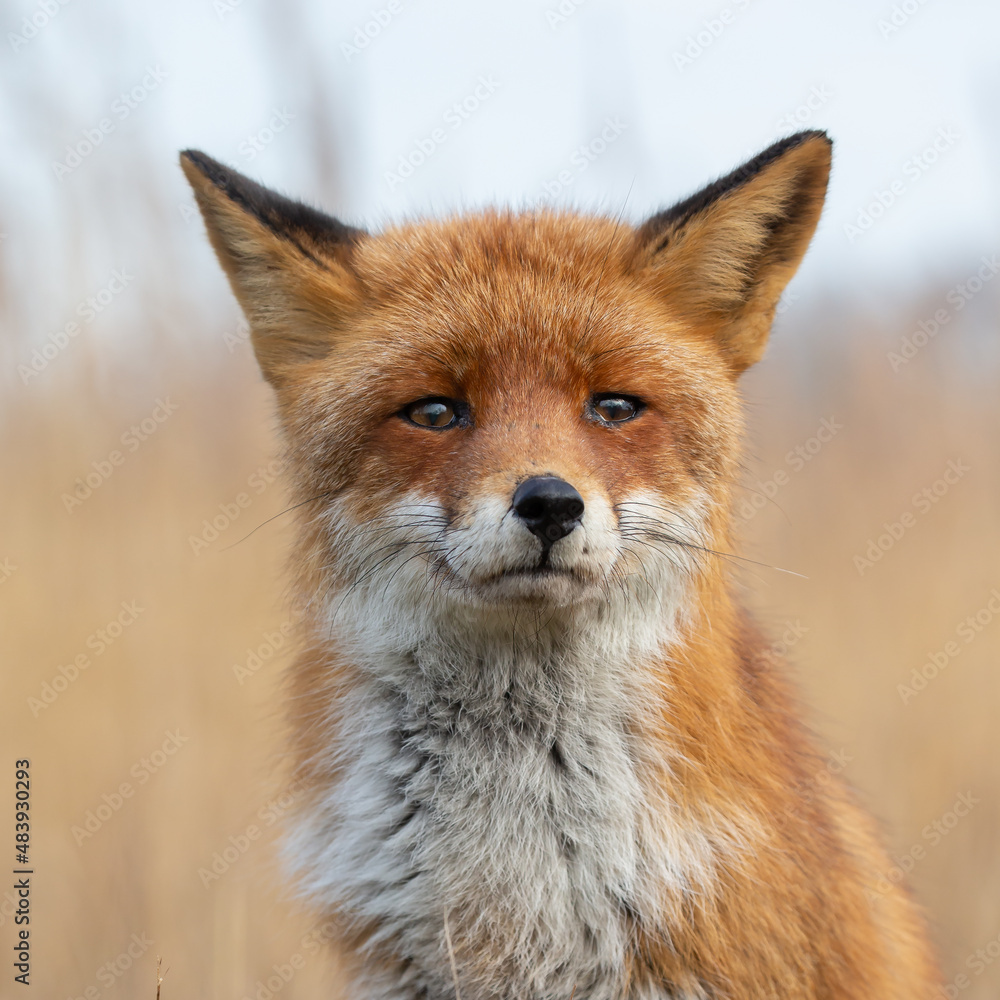 Red fox in nature during last light of the day. Red fox in nature during last light of the day.