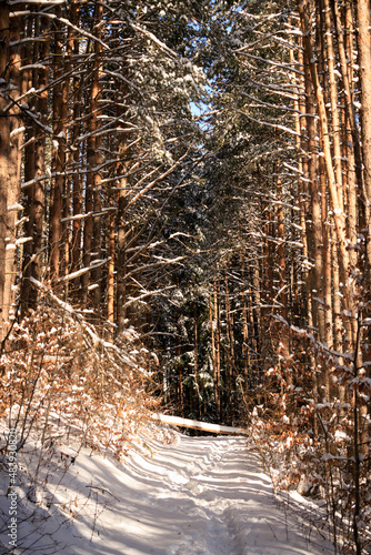 on the pathway from Simeonovo to Zheleznitsa, Vitosha mountain, Bulgaria photo