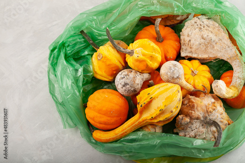 Rotten spoiled pumpkins in plastic garbage bag. Ugly moldy vegetables. Improper food storage. Concept - reduction of organic waste photo
