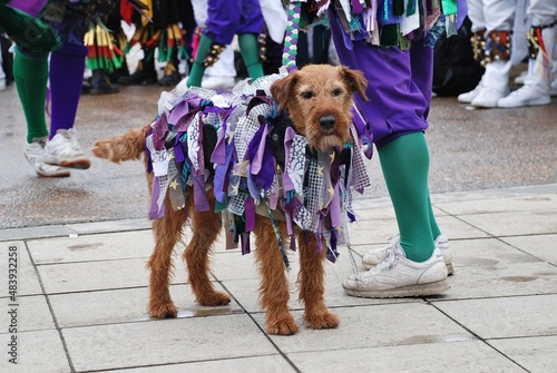 A dog decorated with ribbons belonging to Morris dancers performing at the annual Jack In The Green Festival at Hastings in East Sussex, England.