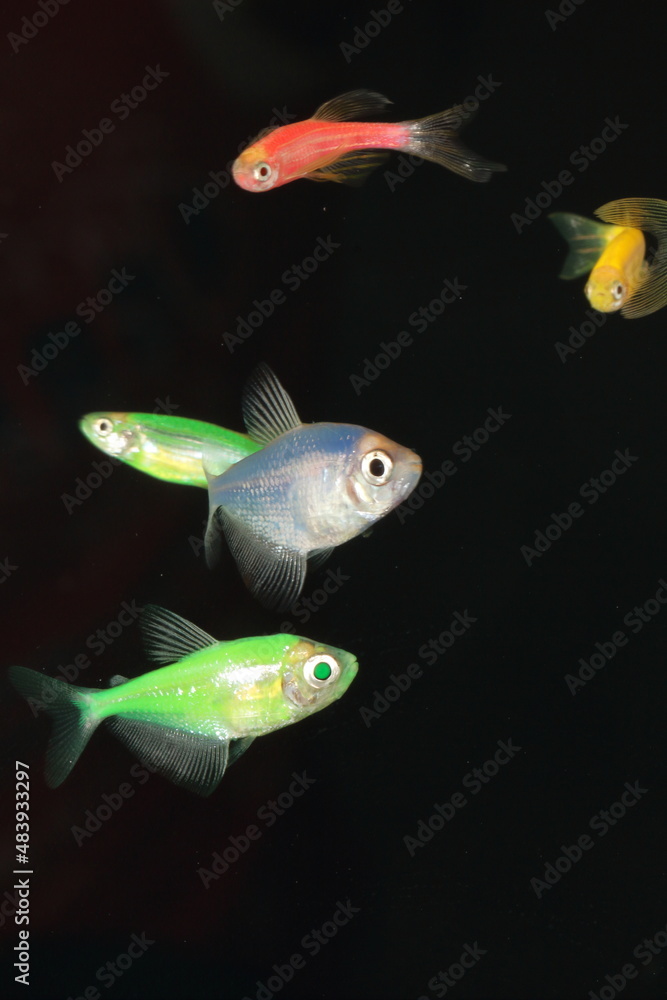 Fototapeta premium aquarium fish close-up