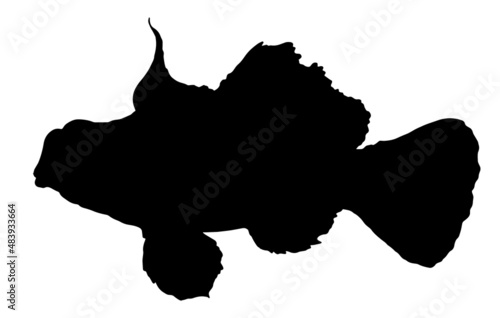 Synchiropus splendidus a black silhouette. tropical fish side view with spread fins and tail. a hand-drawn sketch in the style of Synchiropus splendidus sea fish for a design template