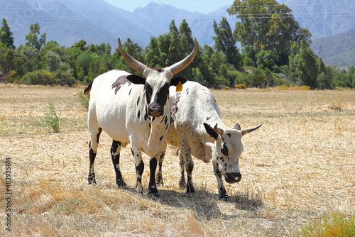 Two Nguni cows grazing in a field with trees photo