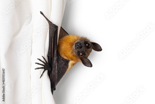 Fototapeta Naklejka Na Ścianę i Meble -  Cute fruit bat hanging in white curtain, looking very curious and sweet toward camera. Isolated on a white wall background.