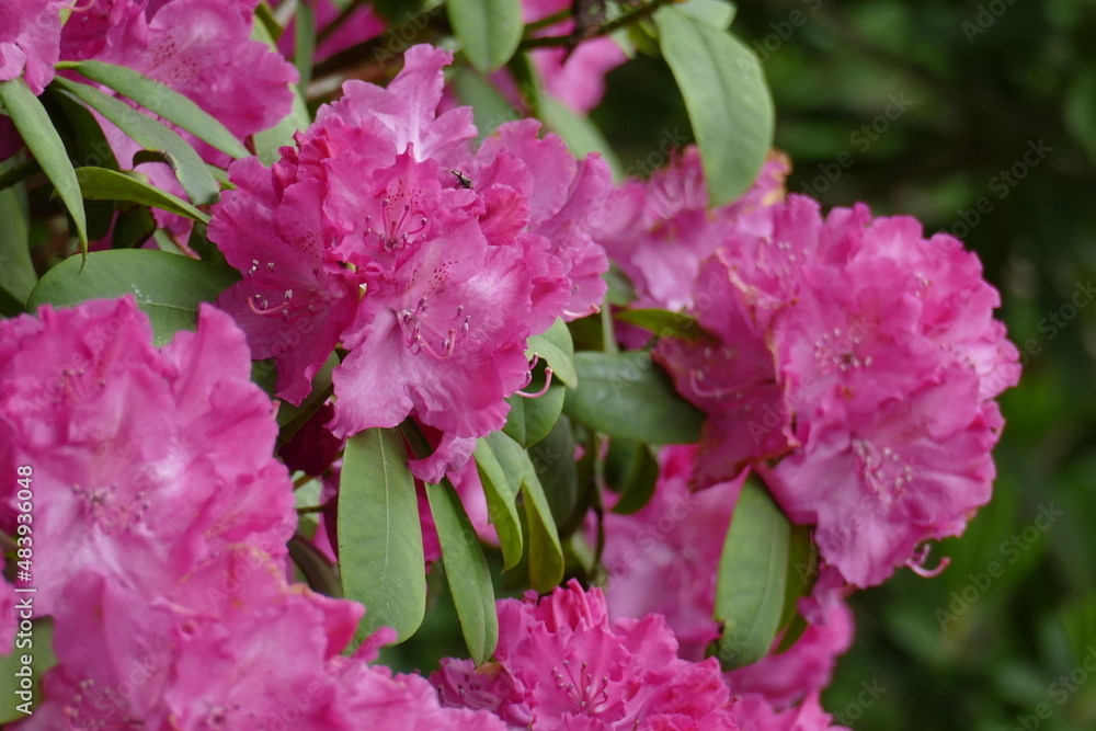 Rosarote Rhododendronblüte, Close-Up, Deutschland Rosarote Rhododendronblüte, Close-Up, Deutschland