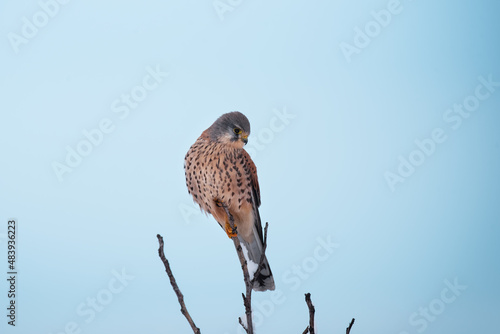 The common kestrel, wild predator bird sits on tree branch photo