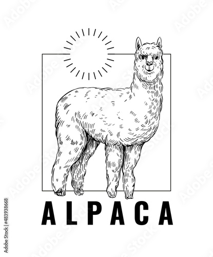 Alpaca. Vector illustration. Black outline on a transparent background