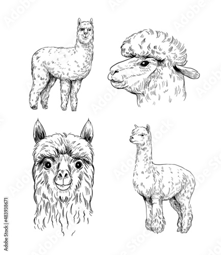 Alpaca. Set vector illustration. Black outline on a transparent background