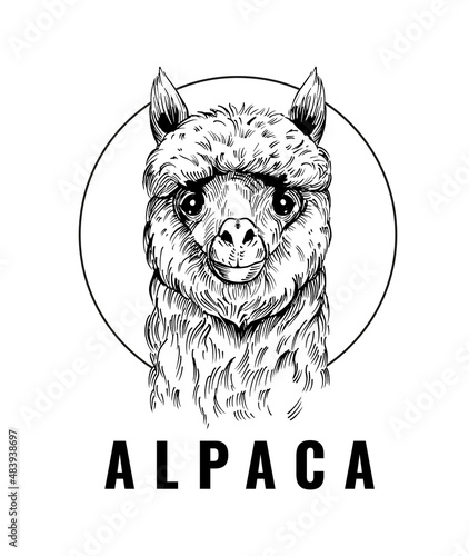 Alpaca. Vector illustration. Black outline on a transparent background