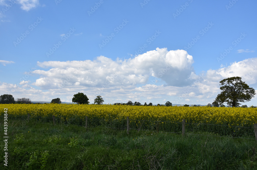Flowering Field of Rapeseed on English Spring Day
