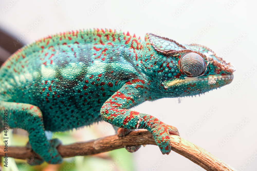 Obraz premium impressive exotic vertebrate chameleon with incredible colors moves very slowly