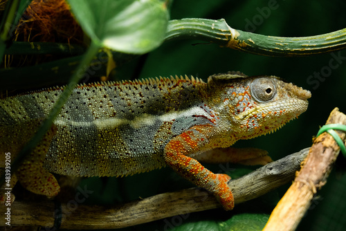 impressive exotic vertebrate chameleon with incredible colors moves very slowly