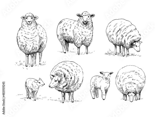 Sheep. Vector illustration. Black outline on a transparent background