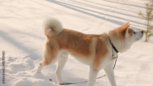 Young man with Akita Inu dog in park. Snowy winter background. Sunny day. The concept of friendship between a man and a dog.	
