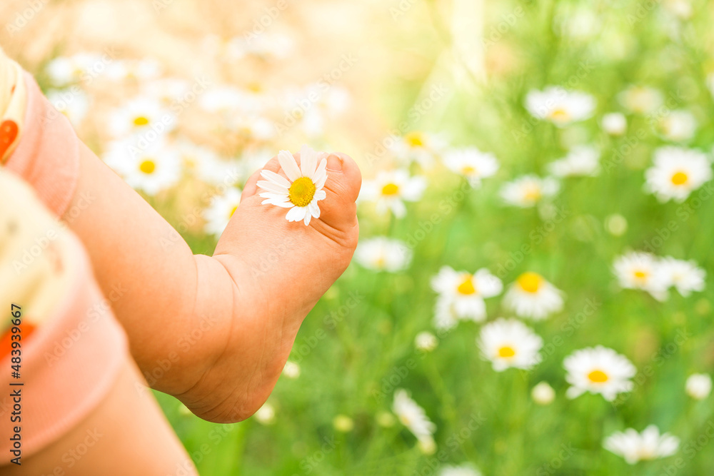 Healthy foot. Field chamomile with baby legs. Kid feet on nature, summer park. Healthy foot. Field chamomile with baby legs. Kid feet on nature, summer park.