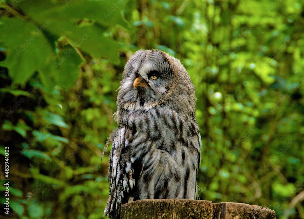 great horned owl great horned owl