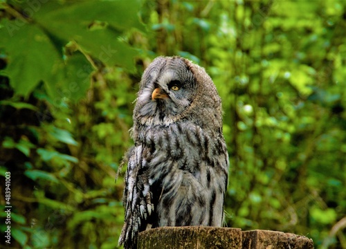 great horned owl