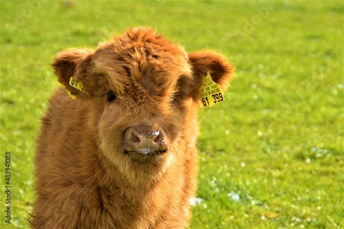 calf in the grass