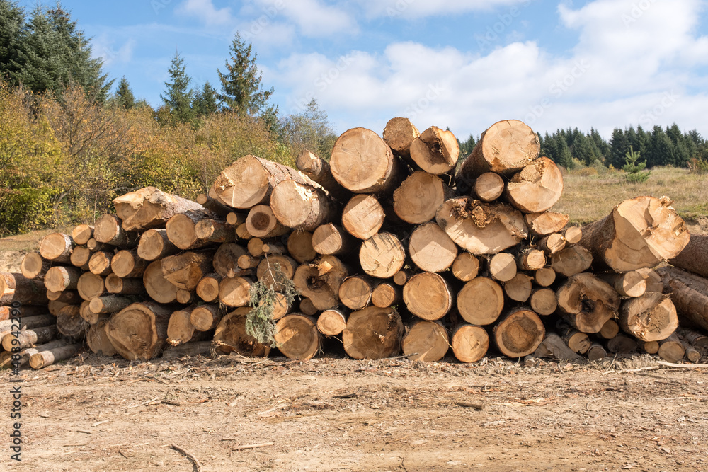 Logs of trees in the forest after felling
Logs of trees in the forest after felling