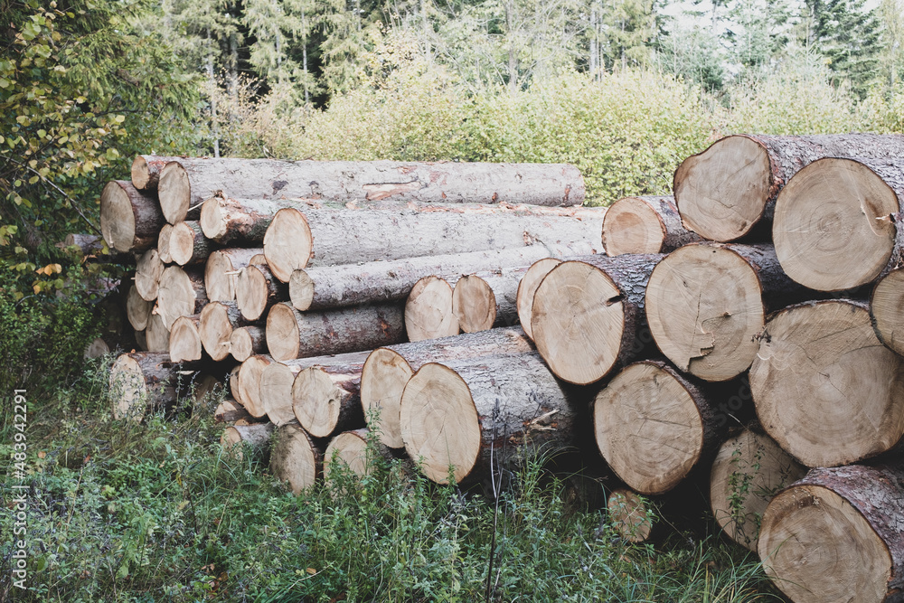 Logs of trees in the forest after felling
Logs of trees in the forest after felling