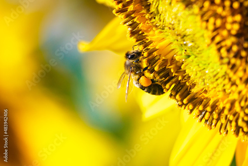 Honey bee collecting pollen at yellow flower. close up