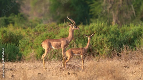 Gerenuk - Litocranius walleri also giraffe gazelle, long-necked antelope in Africa, long slender neck and limbs, standing on hind legs during feeding leaves. Adult and young gerenuk standing in bush.