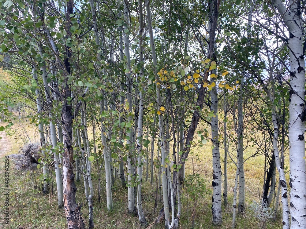 aspen trees in the mountains aspen trees in the mountains