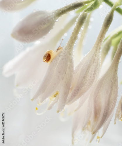 small snail on white flowers 