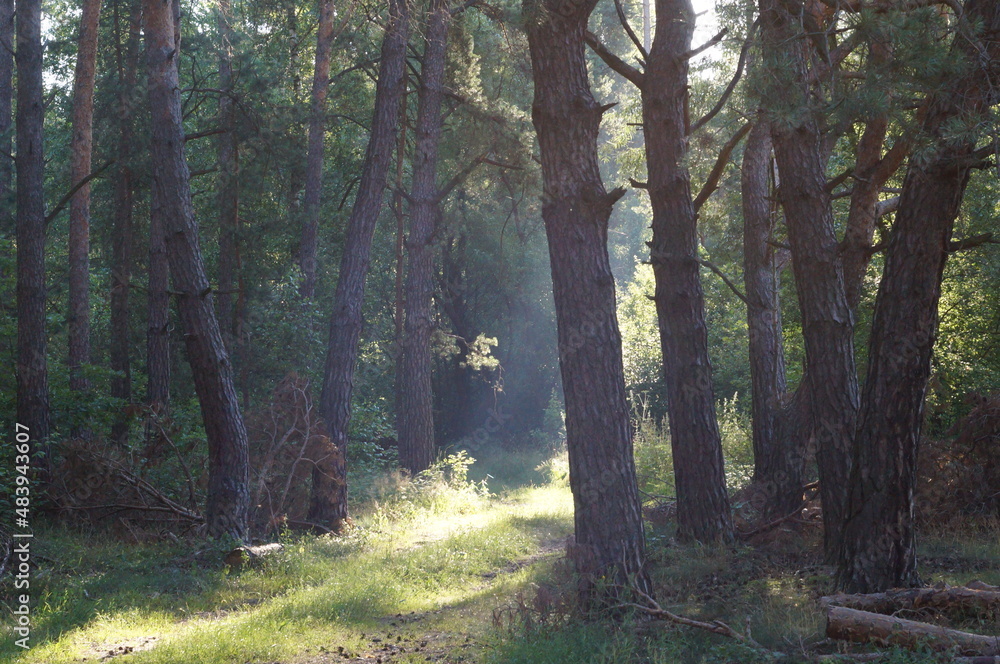 Naklejka premium Pradawny Polski Bór