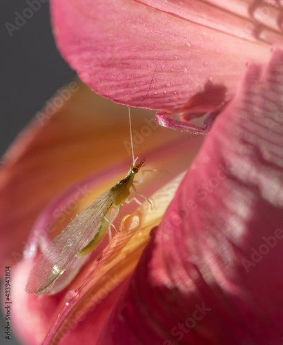 grasshopper on flower