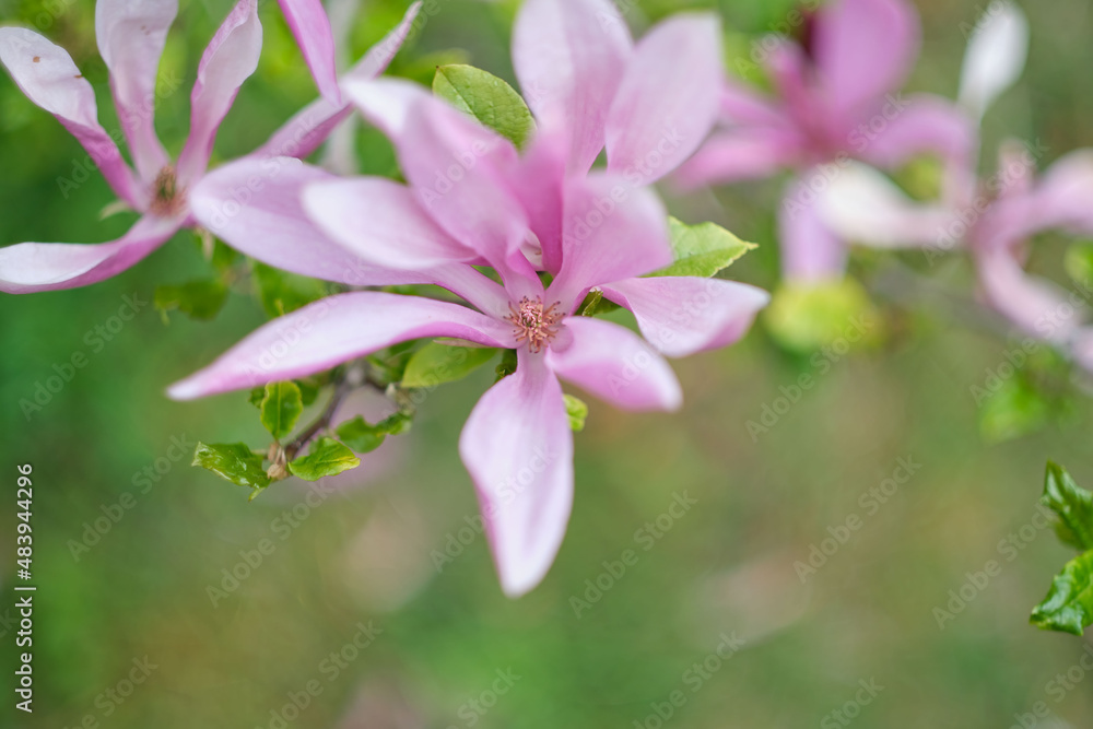 Pink flower Pink flower