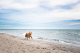 Pies nad morzem